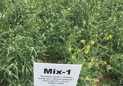 Fig. 05: Photograph of a multispecies cover crops demonstration field.