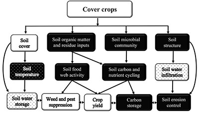 Fig. 01: A flow-chart schematic showing the various benefits of using cover crops.