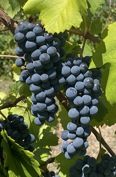 Photograph of two red grape clusters on the vine.