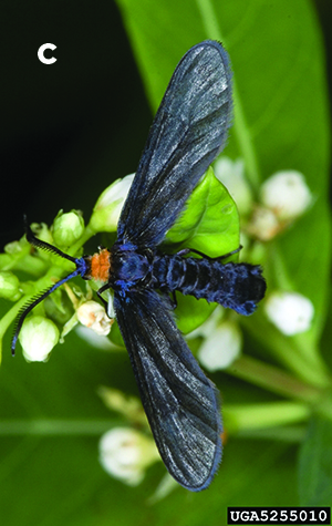 Common Grapevine Pest and Diseases - Wikifarmer