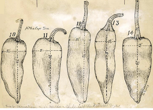 Figure 1. Dr. García had an artist draw the selections he made while breeding for the new ‘New Mexican’ type chile pepper. ‘New Mexico No. 9’ was very similar to #12 in this picture.