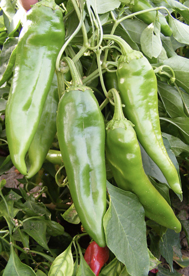 Figure 2. ‘New Mexico 6-4’ pods in the green stage.