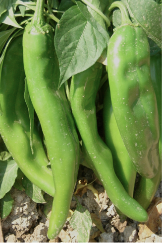 Figure 5. ‘NuMex Big Jim’ large pods in the mature green stage. 