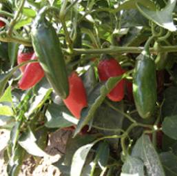 Figure 18. ‘NuMex Vaquero’, an improved disease-resistant jalapeño cultivar.