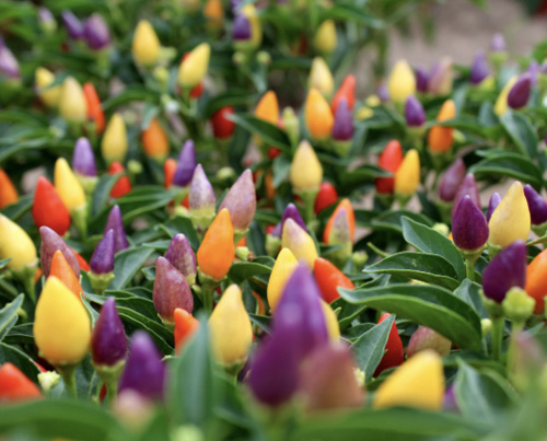 Figure 26. ‘NuMex Twilight’, an ornamental cultivar that has become one of the most popular ornamental peppers for home gardeners and botanical gardens worldwide.