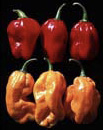 Figure 32. ‘NuMex Suave Red’ and ‘NuMex Suave Orange’, the first mild habanero cultivars on the market.