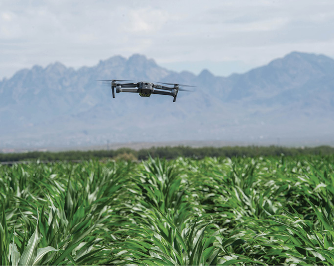 A drone flies over a green cornfield at New Mexico State University. There are distant mountains in the background. 