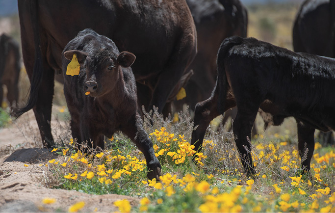 Cattle graze on poppies at the New Mexico State University Chihuahuan Desert Rangeland.