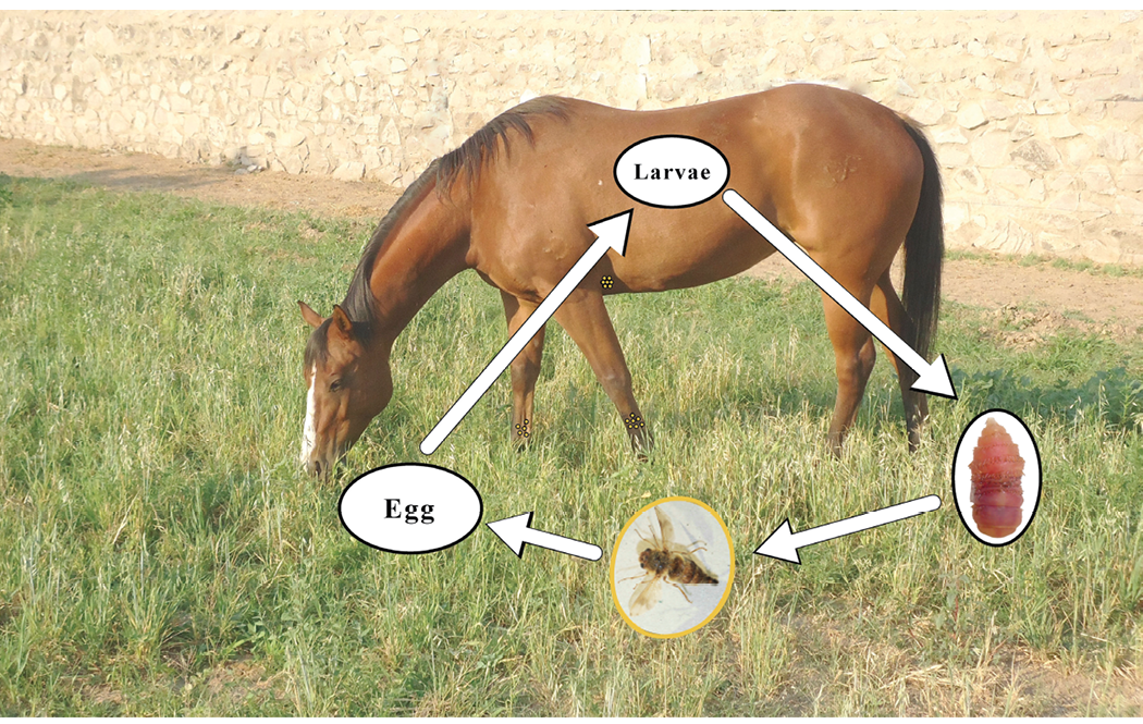 A brown horse is grazing in a grassy area. At the top of the image, there are graphic illustrations depicting the life cycle of bot flies.