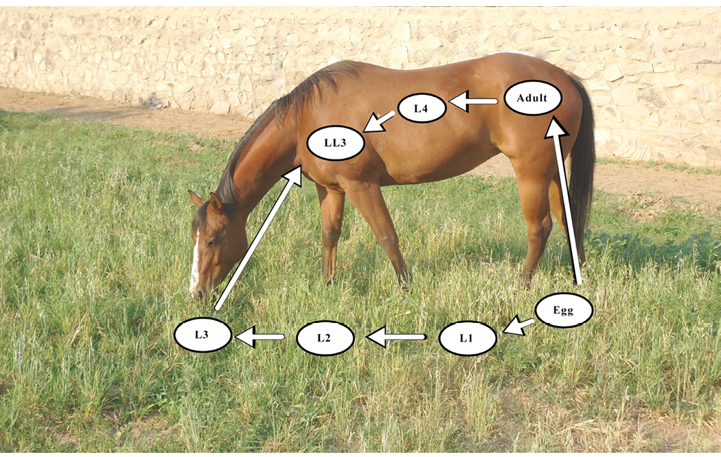 A brown horse is grazing in a grassy area. At the top of the image, there are graphic illustrations depicting the life cycle of the small strongyle parasite.