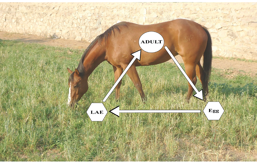 A brown horse is grazing in a grassy area. At the top of the image, there are graphic illustrations depicting the life cycle of roundworms.