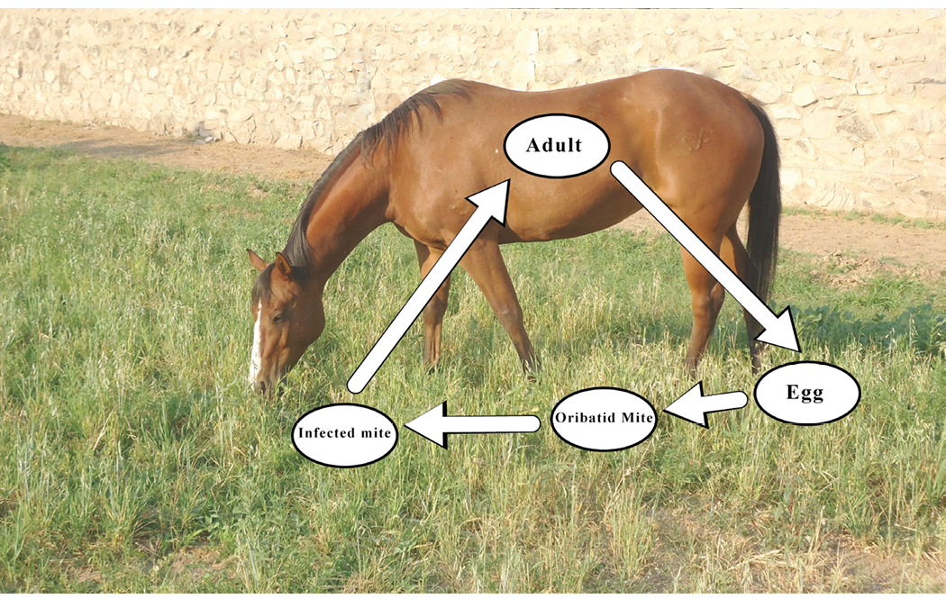 A brown horse is grazing in a grassy area. At the top of the image, there are graphic illustrations depicting the life cycle of tapeworms.