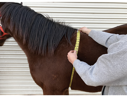 A lateral view of a brown horse facing to the right is shown. A human is positioned alongside the horse, using a soft measuring tape to measure the heart girth circumference.