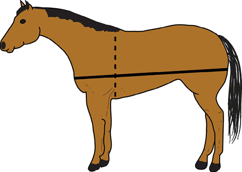 A digital drawing of a horse is shown in a lateral view. A solid black line runs from the horse's chest to its rear (horizontally) indicating the measurement for body length. A dotted line runs from the back of the horse to its chest (vertically), demonstrating where to measure the heart girth circumference