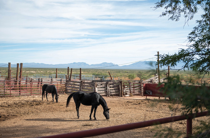 Two brown horses are grazing in a fenced area.