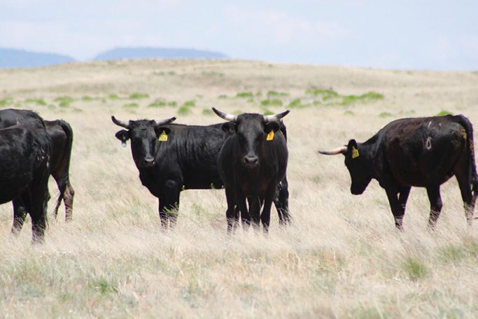 Photo of Corriente heifers on rangeland at the North Ditch Pasture of Deep Well Ranch, Prescott, Arizona.