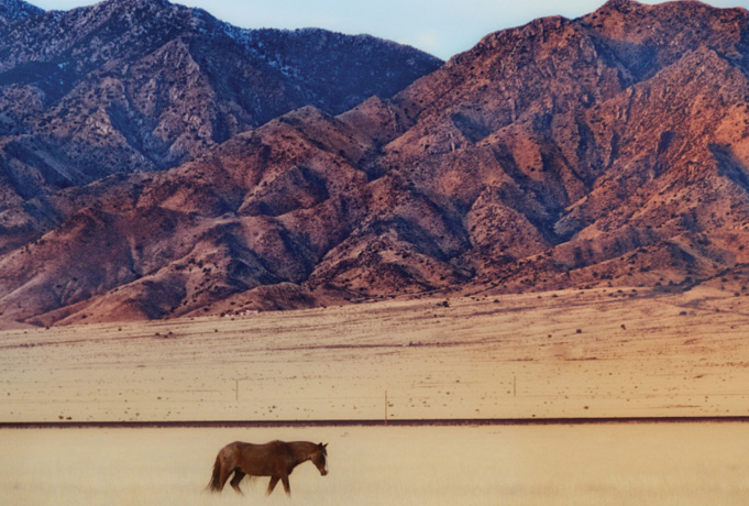 A lone horse walks across a flat desert plain with rugged mountains in the background.