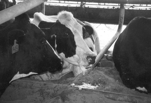 Photo of Dairy Cattle