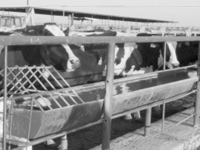 Fig. 1: Photograph of cows at a water trough.