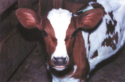 Waste milk is an economical and nutritious source of liquid feed for young dairy calves if handled properly. 