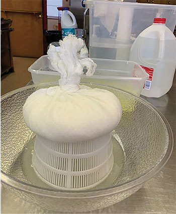 Fig. 06A: Photograph of cream cheese draining in cheesecloth on top of plastic mold in bowl to recover whey.