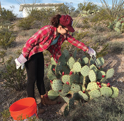 Fig. 02: Photograph of a person using tongs to harvest prickly pear fruit.