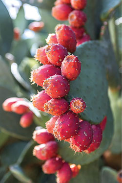 Foto de primer plano de un nopal con tunas. 