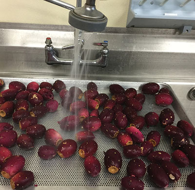 Foto de un fregadero con varias tunas siendo lavadas. 