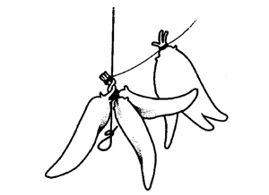 Illustration showing how to tie pod bundles to the main double strand using half-hitch or overhand knots.