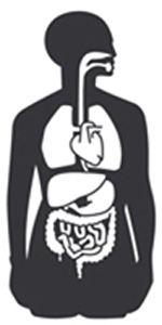 Fig. 1: Clipart graphic of organs in the human body. 