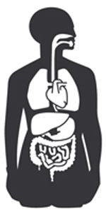 Fig. 1: Clipart gráfico de los órganos del cuerpo humano. 