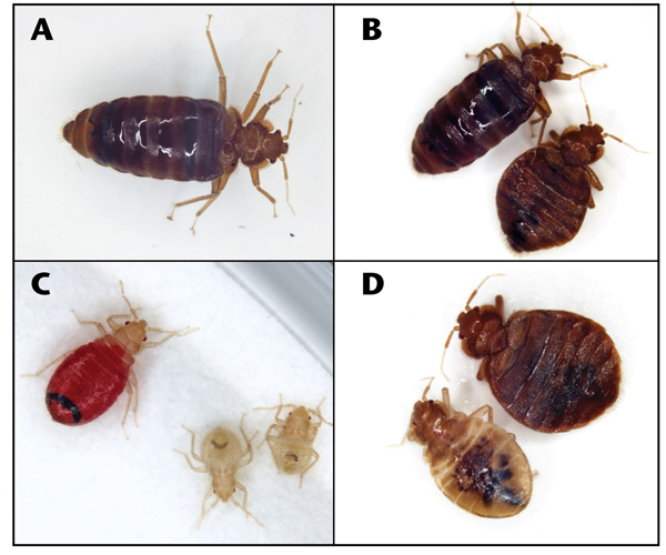 Photos of different life stages of bed bugs: A, engorged adult male; B, engorged (left) and unengorged adult male (right); C, first-instar nymphs, engorged (left) and unengorged (right); D, female fifth-instar nymph (left) and adult female (right). 