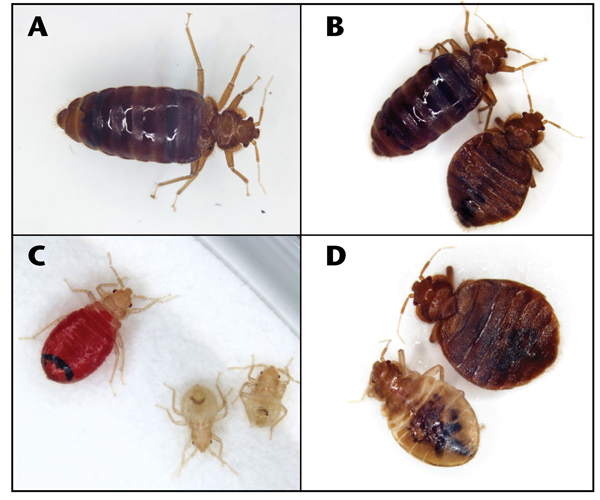 My first homemade C02 Bed Bug Trap Worked! : r/Bedbugs