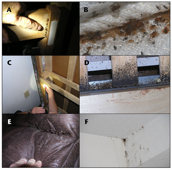 Photos of common harborages of bed bugs: A, behind head of bed; B, mattresses; C, box springs; D, bed frames; E, sofas; F, corners of rooms (photos by A. Romero).