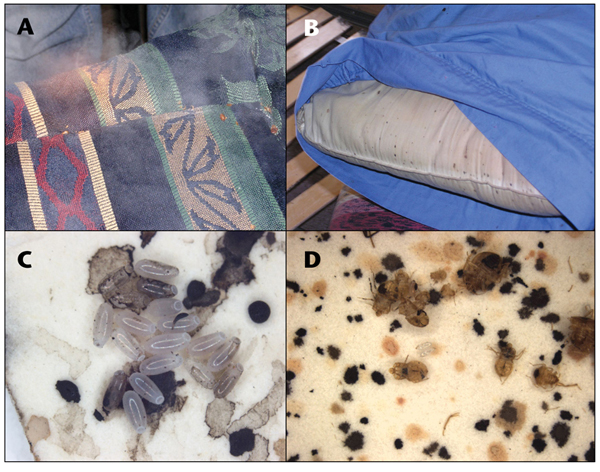 Fotos de Señales de presencia de chinches de cama: A, insectos en sí mismo; B, puntos negros o cafés en la ropa de cama; C, huevos sin eclosionar y eclosionados; D, mudas de insectos