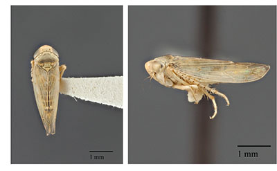 Fig. 08: Photograph of beet leafhopper (Circulifer tenellus). 