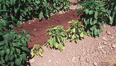 Fig. 01: Photograph of symptoms of curly top infection on chile pepper. 