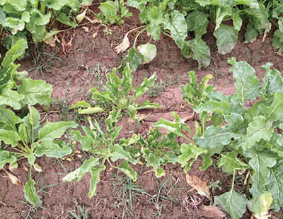 Fig. 03: Photograph of symptoms of curly top infection on sugar beets. 