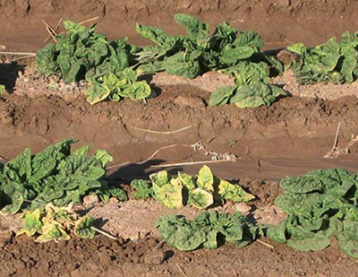 Fig. 04: Photograph of symptoms of curly top infection on spinach. 