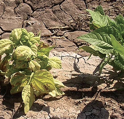 Fig. 06: Photograph of symptoms of curly top infection on bean. 