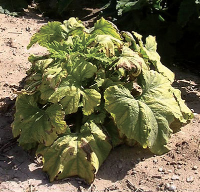 Fig. 07: Photograph of symptoms of curly top infection on pumpkin (curcurbit). 