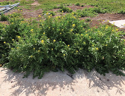 Fig. 09: Photograph of London rocket (Sisymbrium irio). 