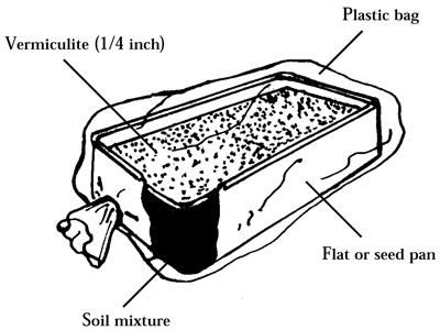 Fig. 1: Illustration of seed germination in a closed plastic bag, which eliminates watering. 