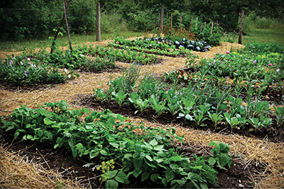 Photograph of a vegetable garden.