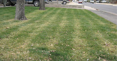 Photograph of a lawn.