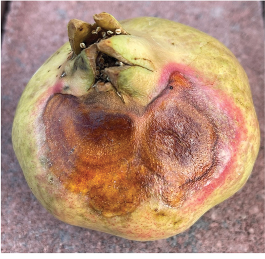 Photo of a discolored pomegranate rind. 