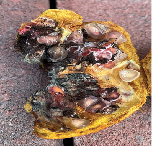 Photo of a rotted seed (arils) with black powdery spores. 