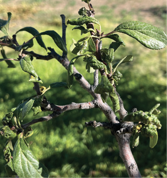 A close-up of a plant branch displaying curled, damaged leaves indicative of pest or disease issues.