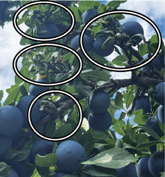 Plum tree with curled leaves on different locations. Circles denote where the curled leaves can be found.