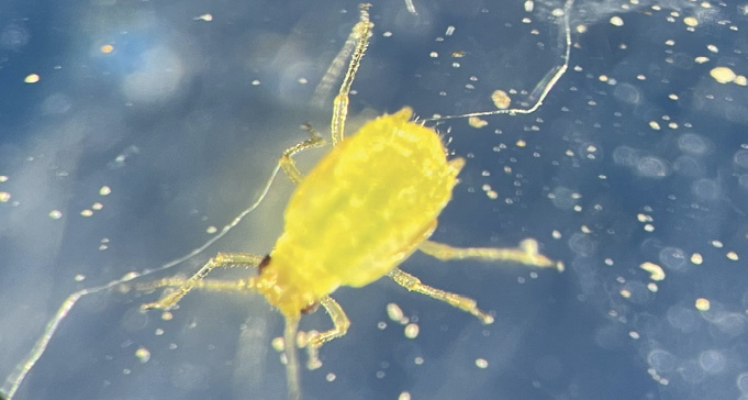 Close-up of a yellow aphid on a transparent surface, showcasing distinctive shape and features.